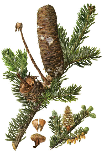 Пихта белая / Abies alba / European silver fir, silver fir