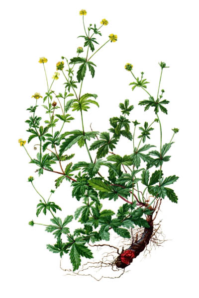 Potentilla erecta / Common tormentil, septfoil, erect cinquefoil / Лапчатка прямостоячая