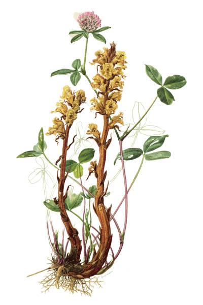 Заразиха люцерновая / Orobanche lutea / Medick broomrape