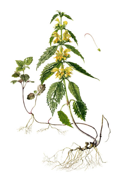 Lamium galeobdolon / Yellow archangel, artillery plant, aluminium plant, yellow weasel-snout / Яснотка зеленчуковая