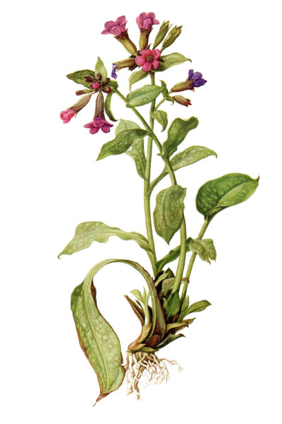 Медуница лекарственная / Pulmonaria officinalis / Lungwort, common lungwort, Mary's tears, Our Lady's milk drops