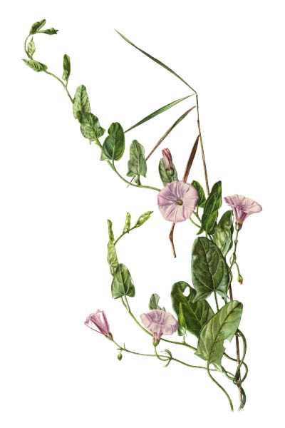 Convolvulus arvensis / Field bindweed / Вьюнок полевой