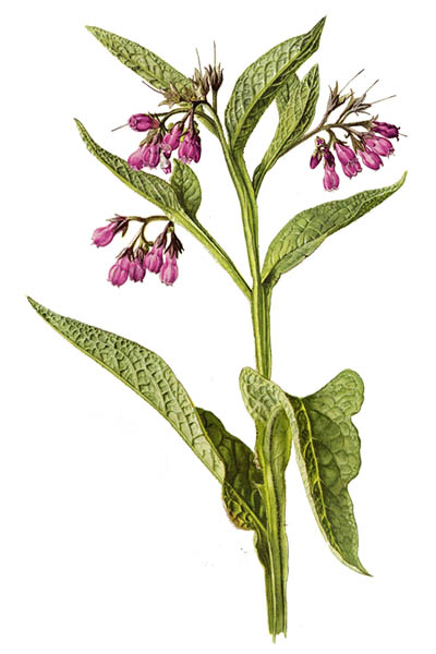 Symphytum officinale / Comfrey, ommon comfrey, true comfrey / Окопник лекарственный