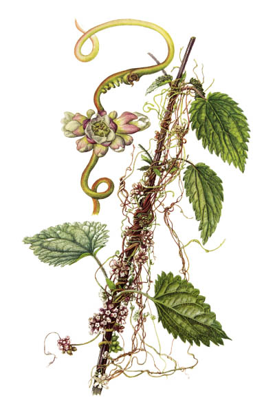 Cuscuta europaea / Greater dodder, European dodder / Повилика европейская