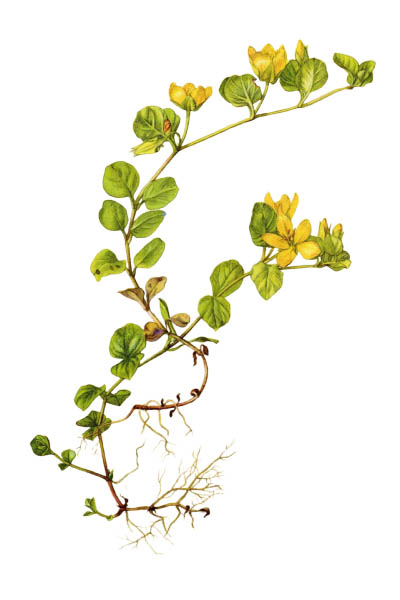 Lysimachia nummularia / Creeping jenny, moneywort, herb twopence, twopenny grass / Вербейник монетный