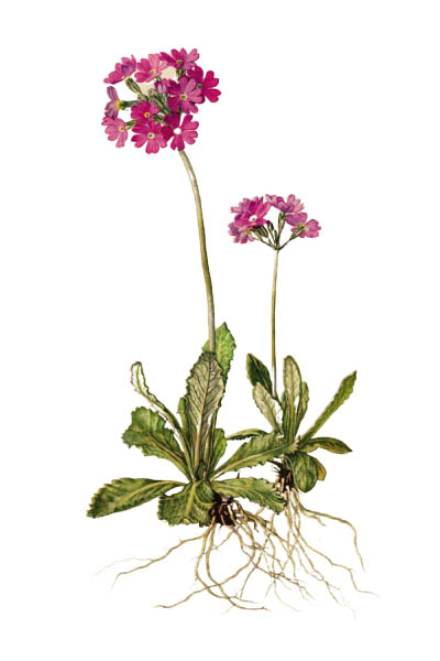 Первоцвет мучнистый / Primula farinosa / Bird's-eye primrose