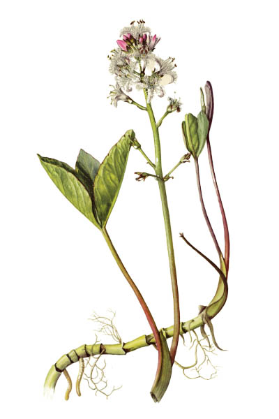 Menyanthes trifoliata / Bogbean, buckbean / Вахта трёхлистная