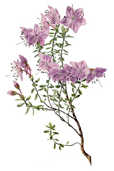 Родотамнус низкорослый / Rhodothamnus chamaecistus / Rhododendron