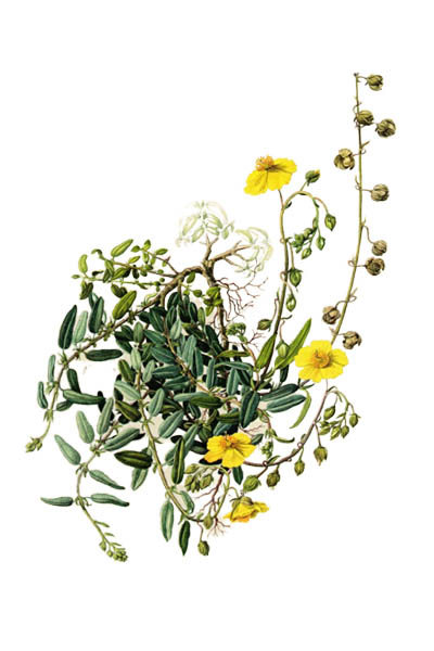 Солнцецвет монетолистный / Helianthemum nummularium / Common rock-rose