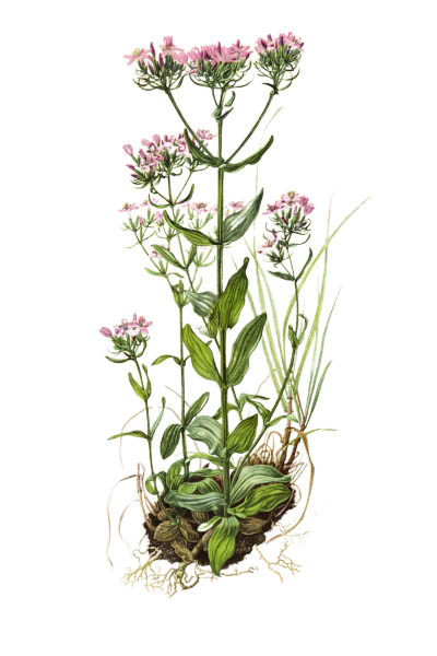 Centaurium erythraea / Common centaury, European centaury / Золототысячник обыкновенный