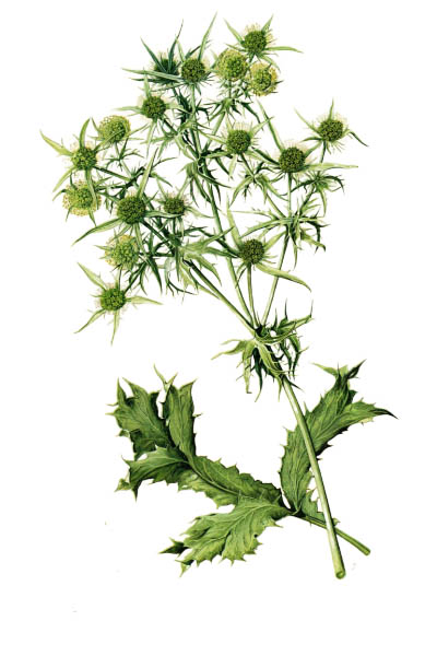 Синеголовник полевой / Eryngium campestre / Атлас цветущих растений