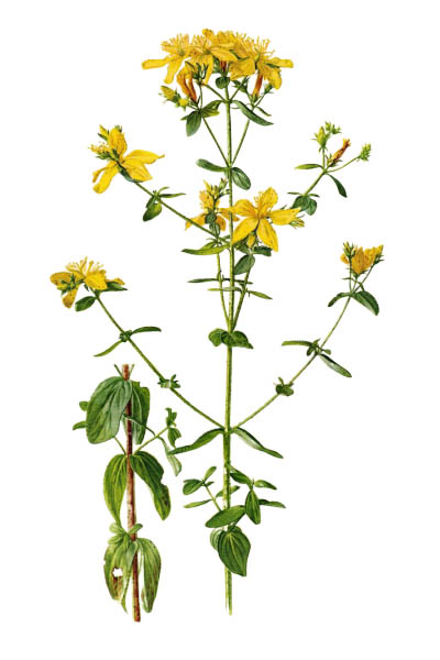 Hypericum perforatum / Perforate St John's-wort, common Saint John's wort, St John's wort / Зверобой продырявленный