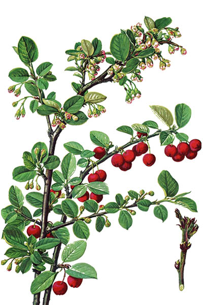 Ежевика сизая / Rubus caesius / European dewberry
