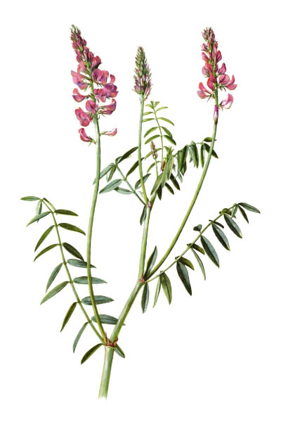 Эспарцет виколистный / Onobrychis viciifolia / Common sainfoin