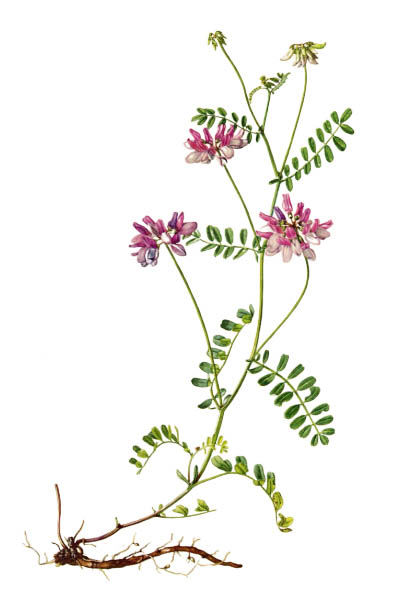 Securigera varia / Crownvetch, purple crown vetch / Секироплодник пёстрый