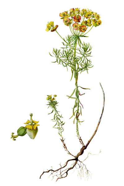 Euphorbia cyparissias / Cypress spurge / Молочай кипарисовый