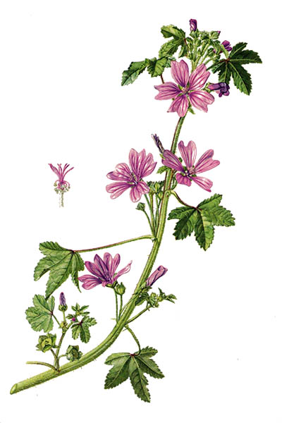 Мальва лесная / Malva sylvestris / Common mallow, cheeses, high mallow, tall mallow