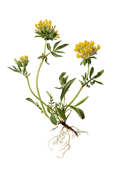 Язвенник ранозаживляющий / Anthyllis vulneraria / Common kidneyvetch, kidney vetch, woundwort