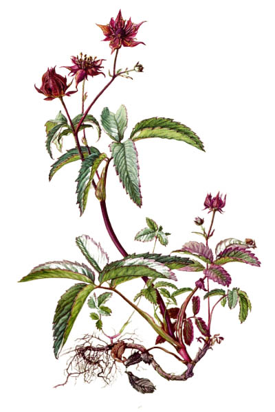 Comarum palustre / Purple marshlocks, swamp cinquefoil, marsh cinquefoil / Сабельник болотный