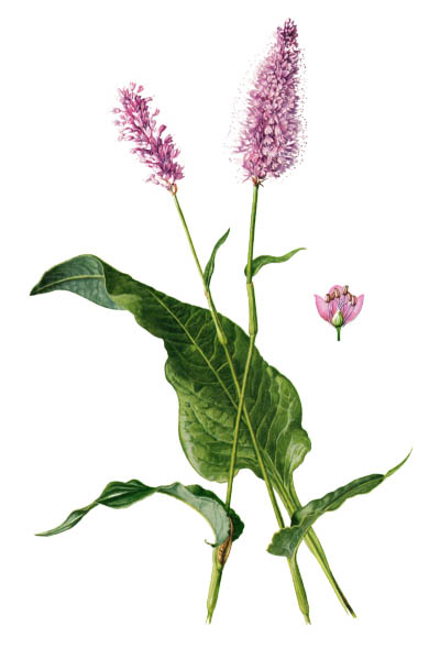 Polygonum bistorta / Bistort, common bistort, European bistort, meadow bistort / Змеевик большой