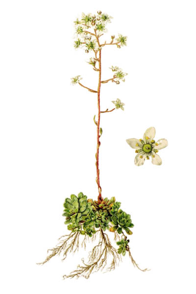 Saxifraga paniculata / Alpine saxifrage, encrusted saxifrage, lifelong saxifrage, lime-encrusted saxifrage / Каменоломка метельчатая