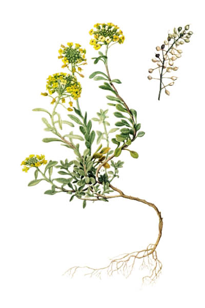 Alyssum montanum / Alyssum montanum / Алиссум горный