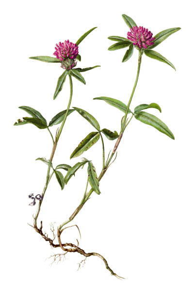 Клевер альпийский / Trifolium alpestre / Trifolium alpestre