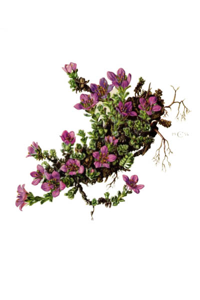 Saxifraga oppositifolia / Purple saxifrage, purple mountain saxifrage / Камнеломка супротивнолистная