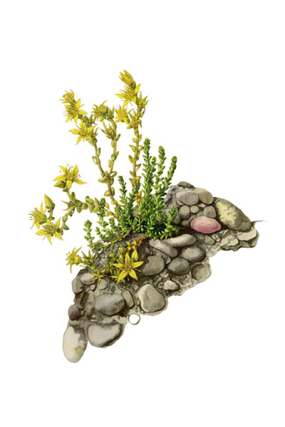 Очиток едкий / Sedum acre / Goldmoss stonecrop, mossy stonecrop, goldmoss sedum, biting stonecrop, wallpepper