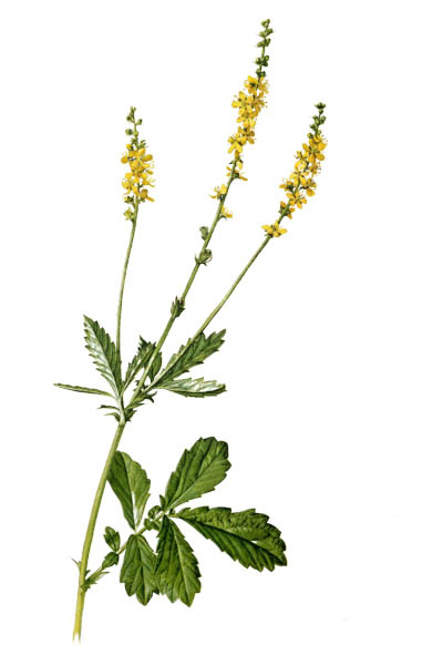 Agrimonia eupatoria / Common agrimony, church steeples, sticklewort / Репешок обыкновенный