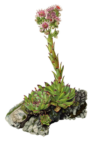 Молодило кровельное / Sempervivum tectorum / Common houseleek