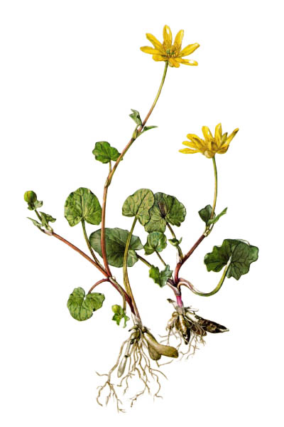 Чистяк весенний / Ficaria verna / Lesser celandine, pilewort