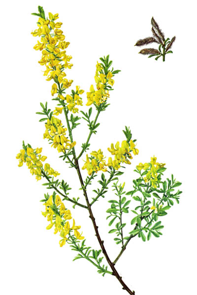 Дрок пушистый / Genista pilosa / Hairy greenweed, silkyleaf broom, silkyleaf woadwaxen, creeping broom