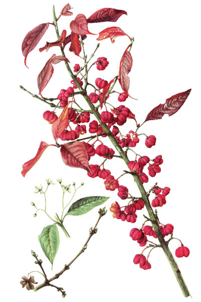 Бересклет европейский / Euonymus europaeus / Spindle, European spindle, common spindle