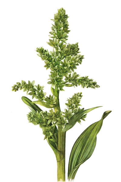 Veratrum album / False helleborine, white hellebore, European white hellebore, white veratrum / Белая чемерица