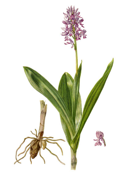 Ятрышник шлемоносный / Orchis militaris / Military orchid