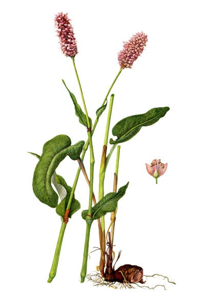Змеевик большой / Bistorta officinalis / Bistort, common bistort, European bistort, meadow bistort