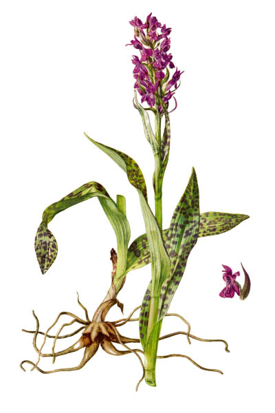 Весёлка обыкновенная / Orchis impudicus / Orchis impudicus