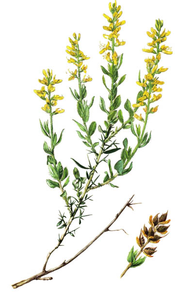 Дрок германский / Genista germanica / German Greenweed