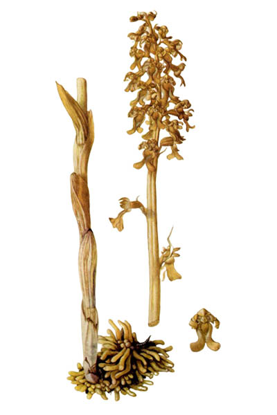 Neottia nidus-avis / Bird's-nest orchid / Гнездовка настоящая
