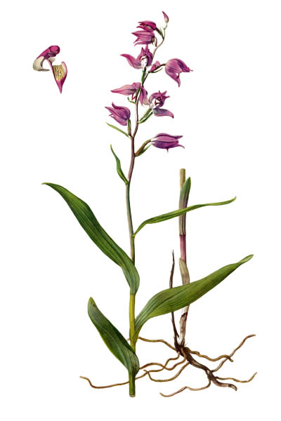 Cephalanthera rubra / Red helleborine / Пыльцеголовник красный