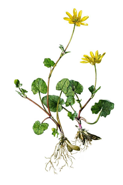 Чистяк весенний / Ranunculus ficaria / Lesser celandine, pilewort