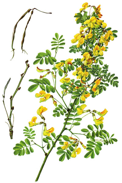 Hippocrepis emerus / Scorpion senna / Подковник эмеровидный