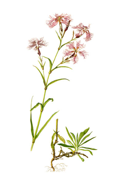 Dianthus superbus / Fringed pink, large pink / Гвоздика пышная