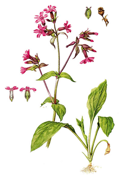 Silene dioica / Red campion, red catchfly / Дрёма двудомная