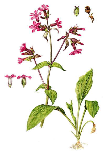 Дрёма двудомная / Silene dioica / Red campion, red catchfly