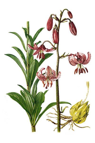 Lilium martagon / Martagon lily, Turk's cap lily / Лилия кудреватая