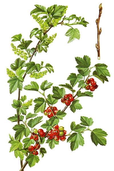 Ribes alpinum / Mountain currant, alpine currant / Смородина альпийская