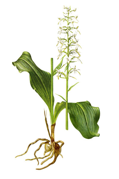 Любка двулистная / Platanthera bifolia / Lesser butterfly-orchid