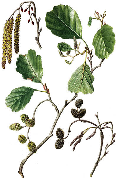 Alnus glutinosa / Common alder, black alder, European alder, just alder / Ольха чёрная